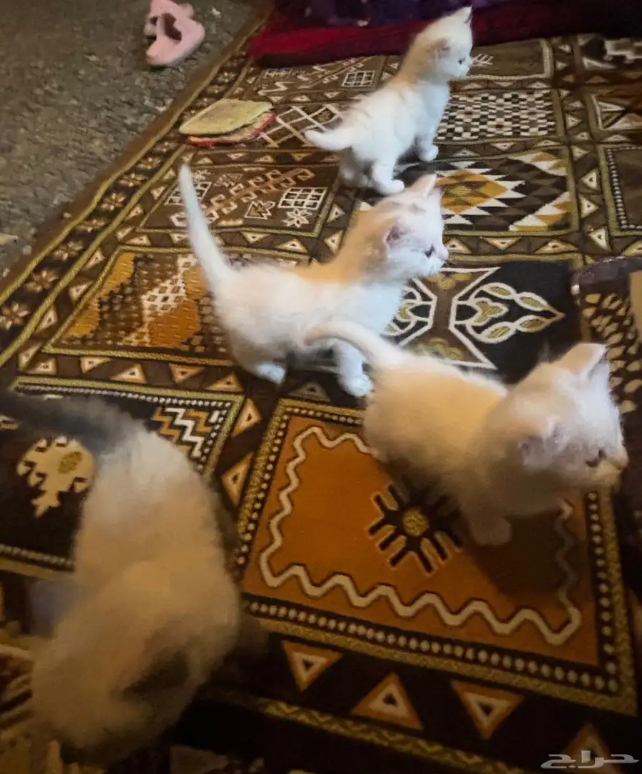 قطط شيرازي 1