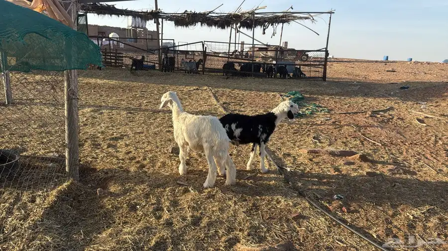 خرفان نجد 0