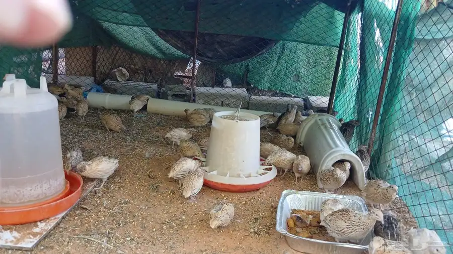 سمان للبيع 0