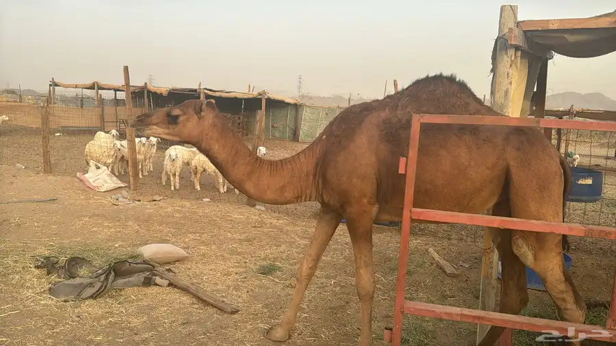 للبيع بكره حمرا ساحلية بي 6500 ريال يوجد تقسيط 3