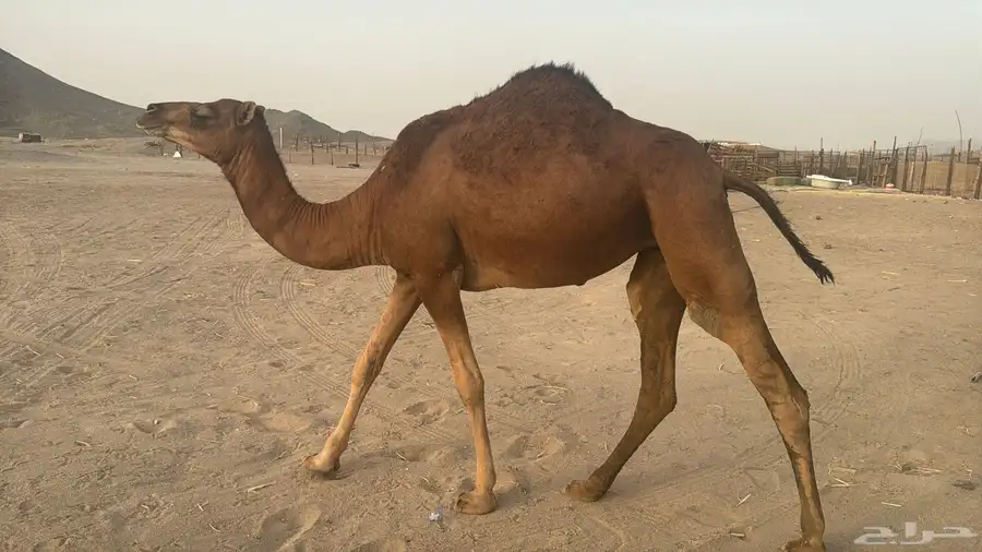 للبيع بكره حمرا ساحلية بي 6500 ريال يوجد تقسيط 5