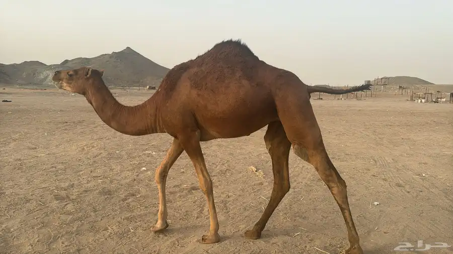 للبيع بكره حمرا ساحلية بي 6500 ريال يوجد تقسيط 4