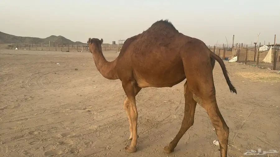 للبيع بكره حمرا ساحلية بي 6500 ريال يوجد تقسيط 6