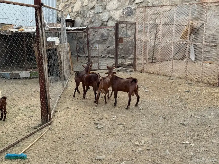 تيوس 7