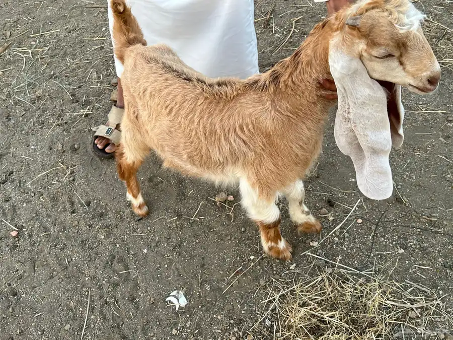 تيس هولندي مشروع فحل العمر شهر ونص وصورة الاب موجوده 2