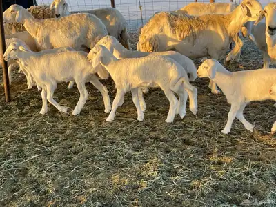 غنم خلفات فواخر تم البيع 17