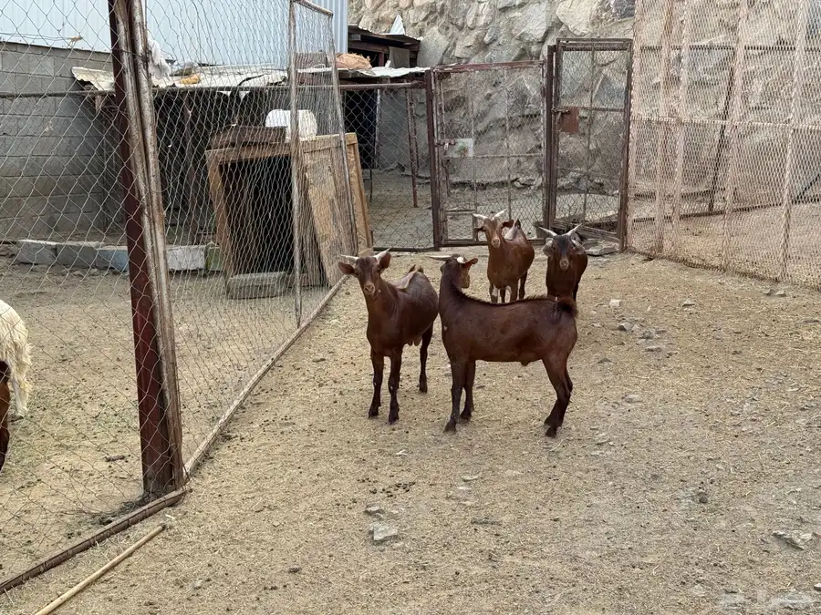 تيوس 8