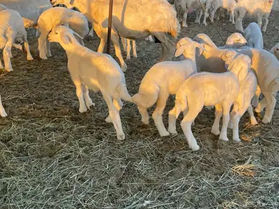 غنم خلفات فواخر تم البيع 4
