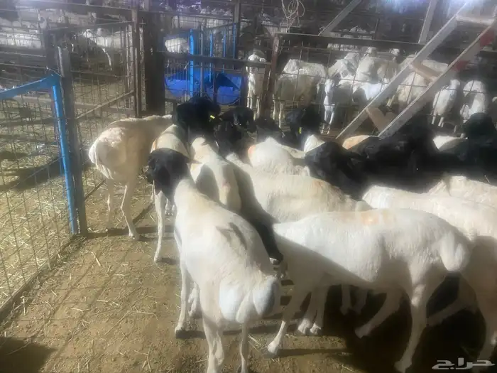 طليان بربري مربى شحم ولحم 5