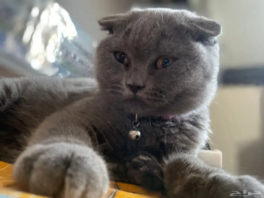 Scottish Fold Cat 9