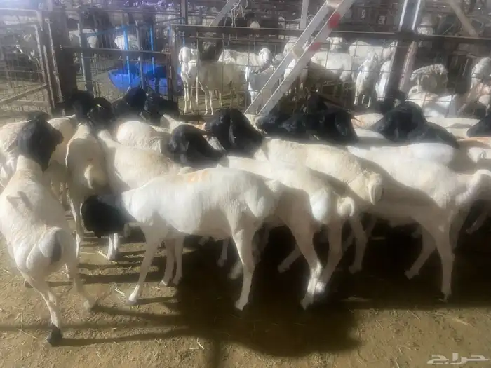 طليان بربري مربى شحم ولحم 6