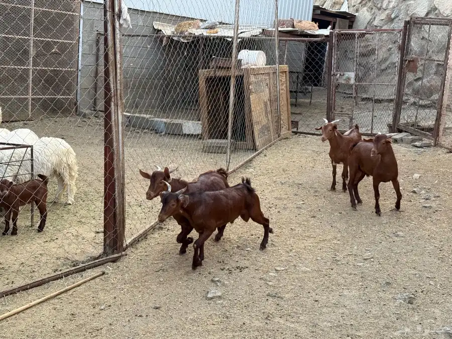 تيوس 5