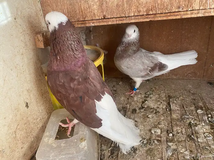 حمام 3اجوز 1