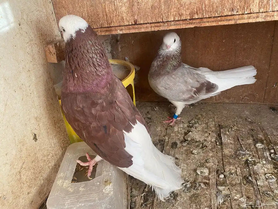 حمام 3اجوز 1