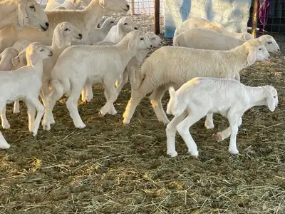 غنم خلفات فواخر تم البيع 13