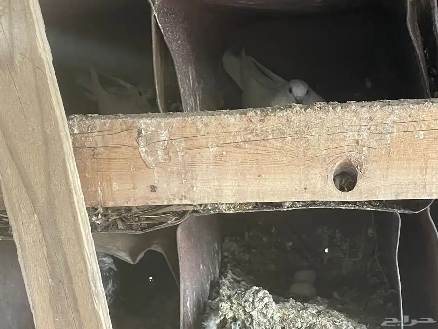 حمام هنديات او باكستانيات 6