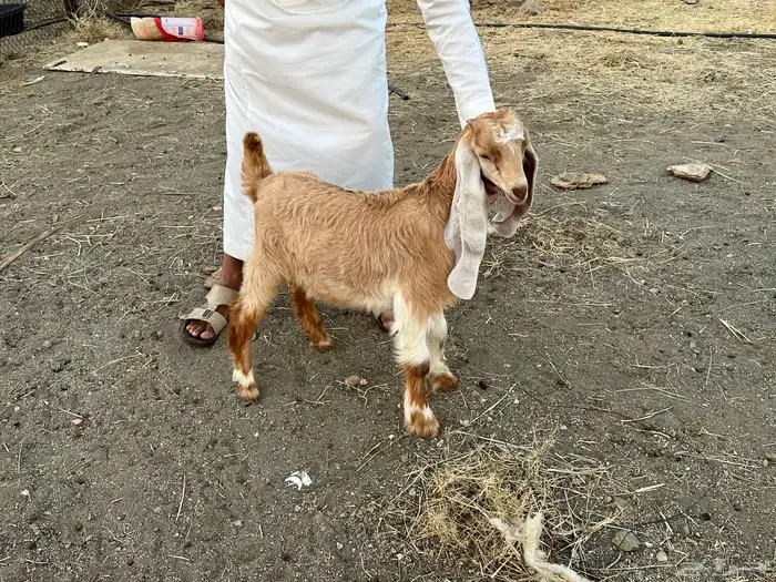 تيس هولندي مشروع فحل العمر شهر ونص وصورة الاب موجوده 0