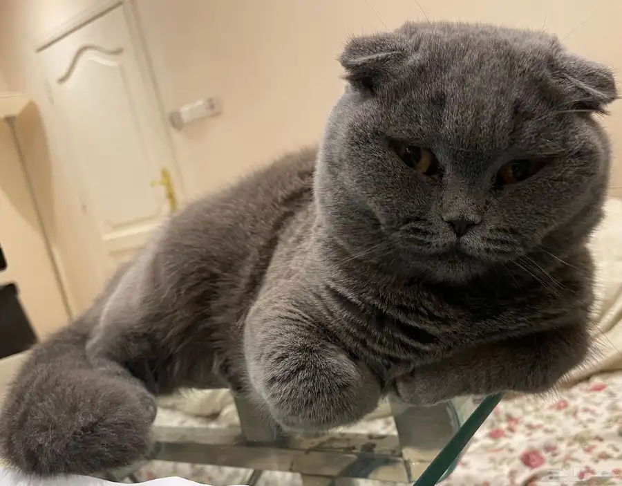 Scottish Fold Cat 7
