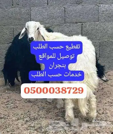 اغنام بلدي نجران 0
