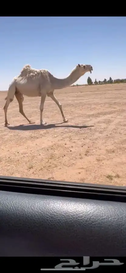 للبيع لقحه وضحى كفوو 0