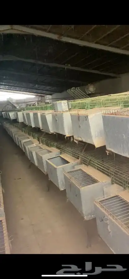بطاريات ارانب للبيع 0