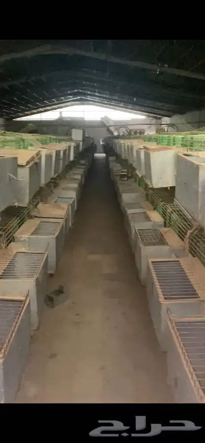 بطاريات ارانب للبيع 1