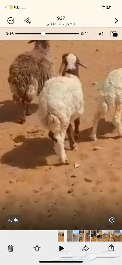 طلي نعيمي لباني العمر 3 شهور 1