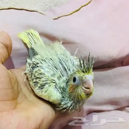 طير كوكتيل كروان 3