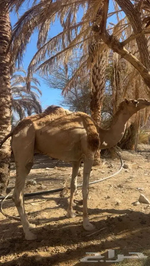 قليصه رقم واحد شرط 1