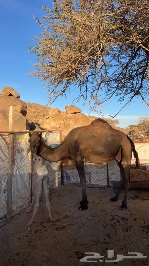 خلفة مجهم وبنتها طيبه 1