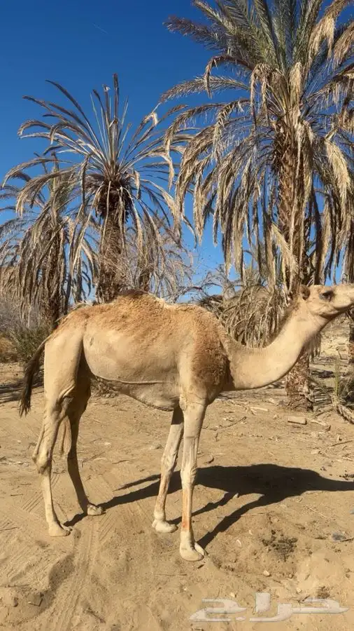 قليصه رقم واحد شرط 0