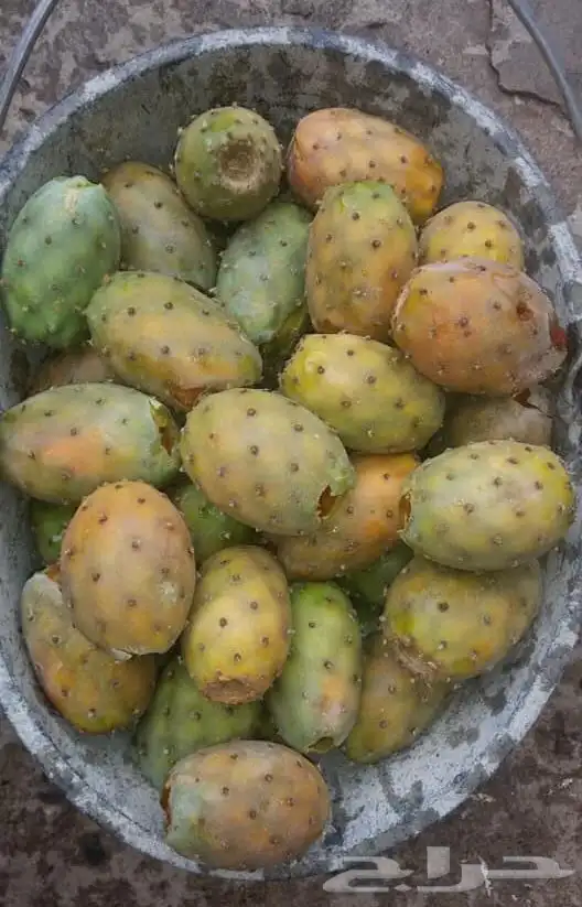 برشوم السوده 2