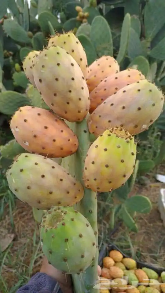 برشوم السوده 0