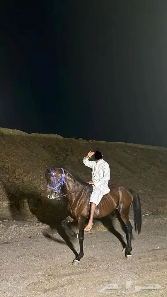 حصان شعبي 11