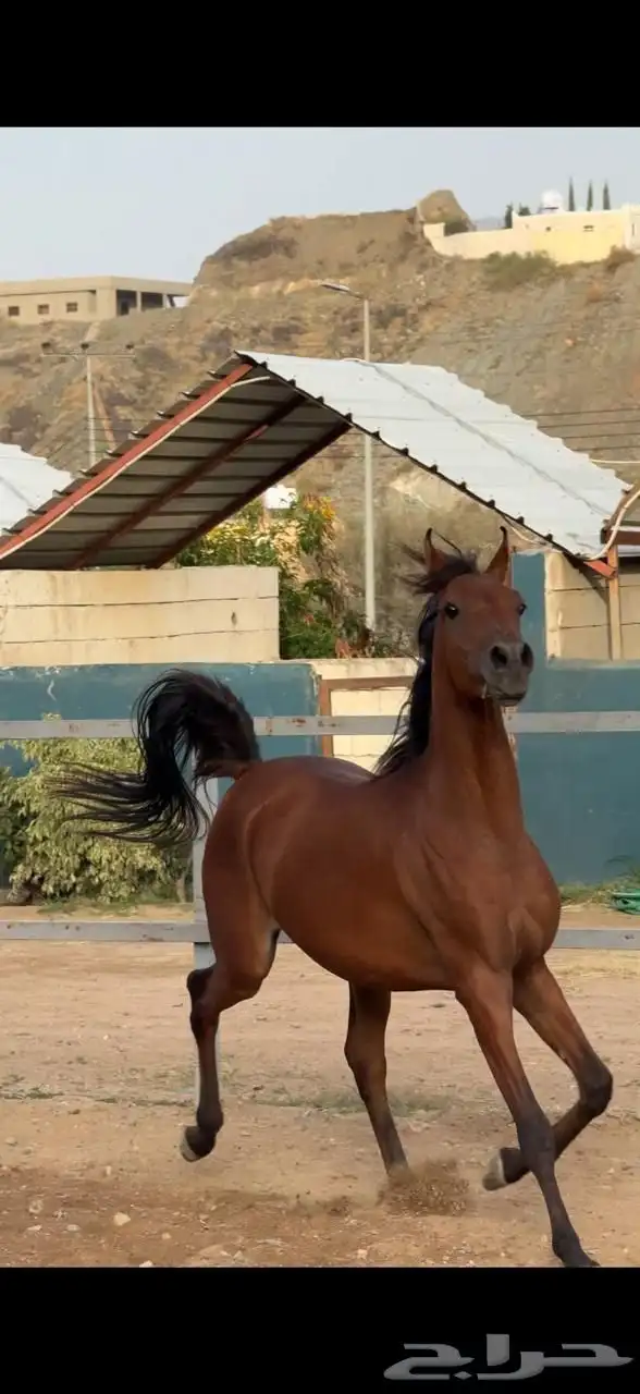 خيل مكس 1
