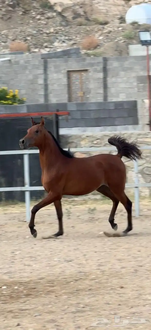 خيل مكس 0