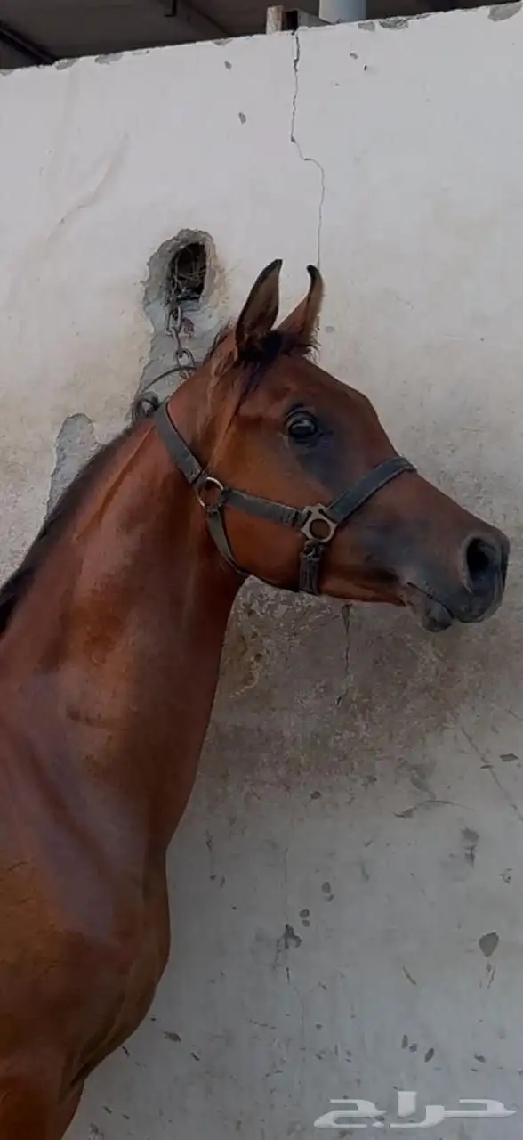 خيل مكس 2