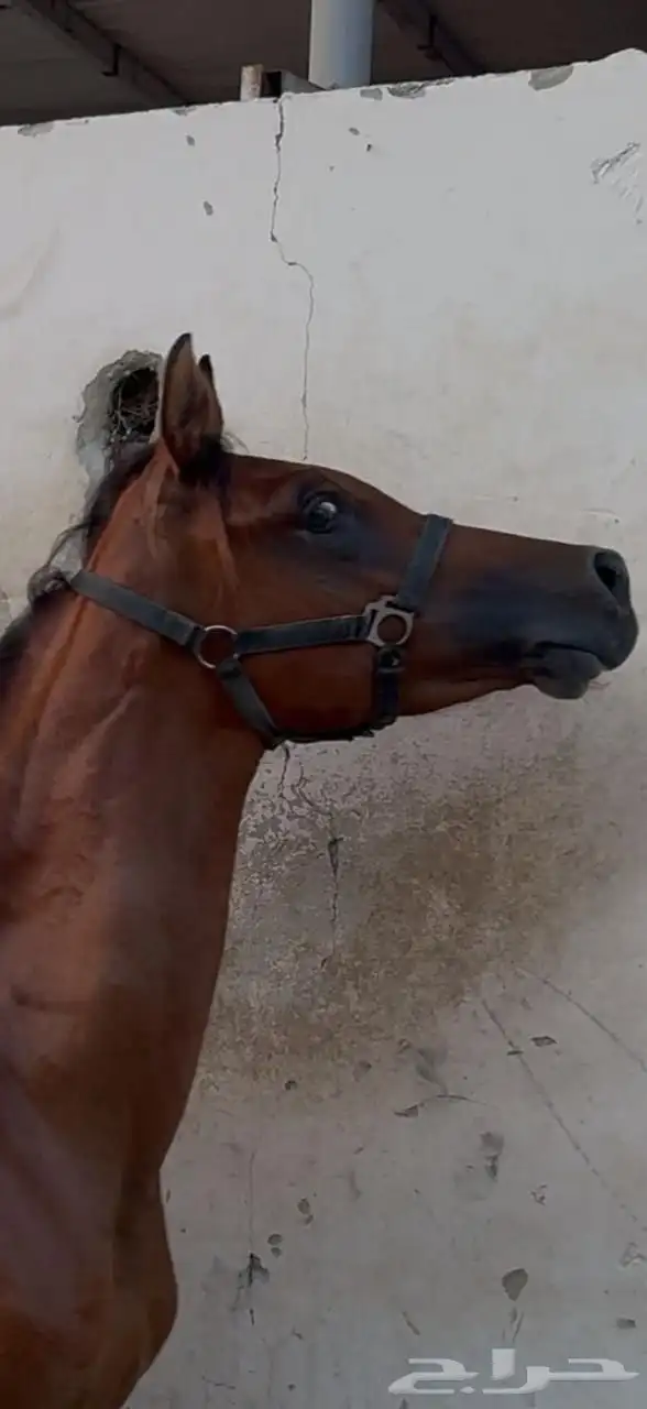 خيل مكس 3