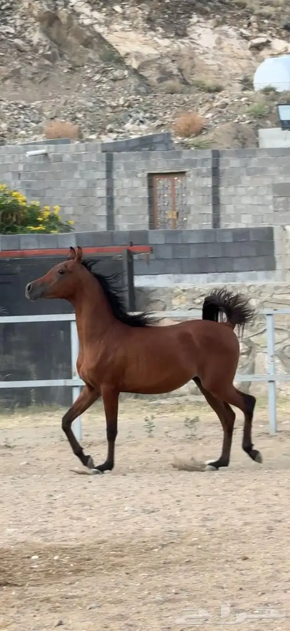 خيل مكس 4