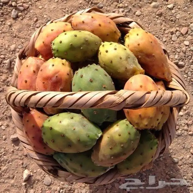 برشوم السوده 1