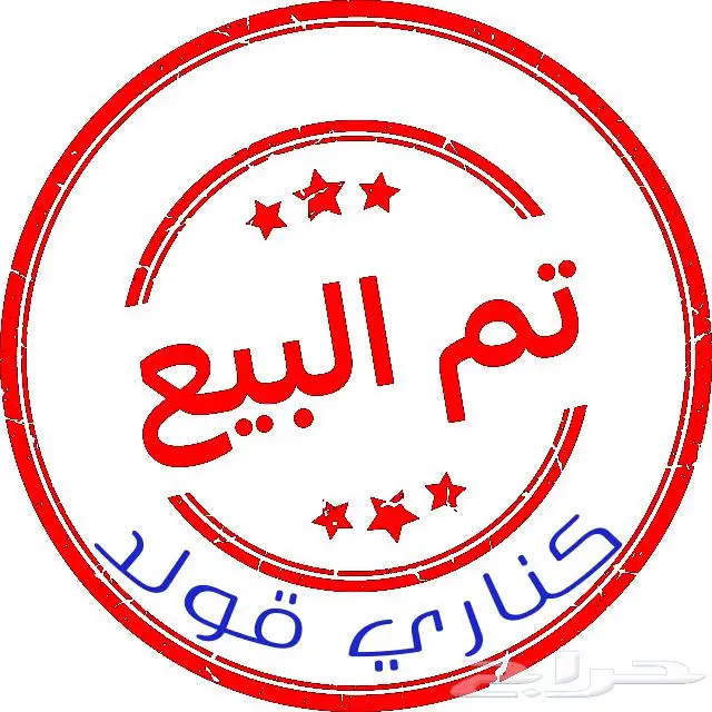 كناري ذكر سوري 0