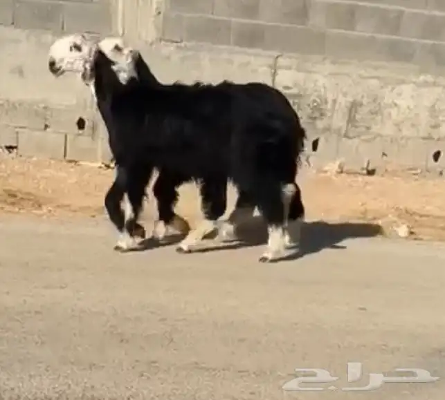 تم البيع 0