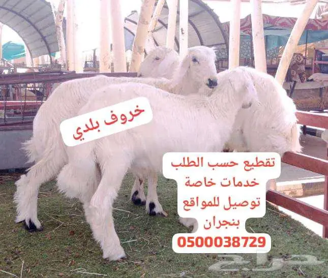 اغنام بلدي نجران 1