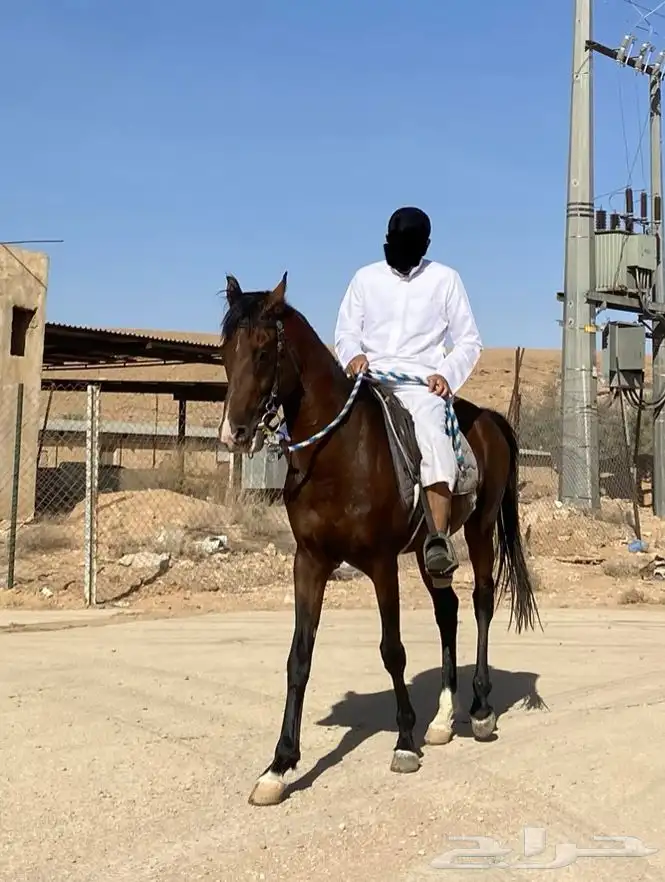 حصان شعبي 5