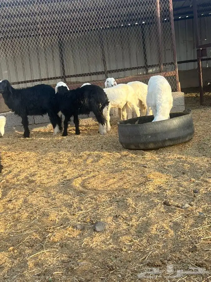 بهم حري ونجدي بري للبيع   تم البيع   تم البيع 6