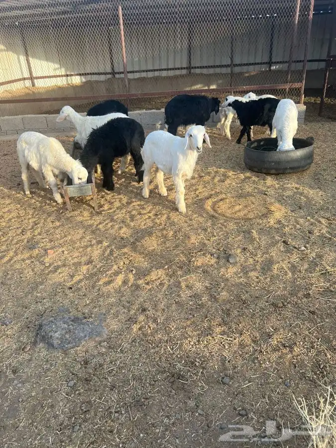 بهم حري ونجدي بري للبيع   تم البيع   تم البيع 3