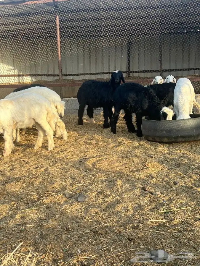 بهم حري ونجدي بري للبيع   تم البيع   تم البيع 2