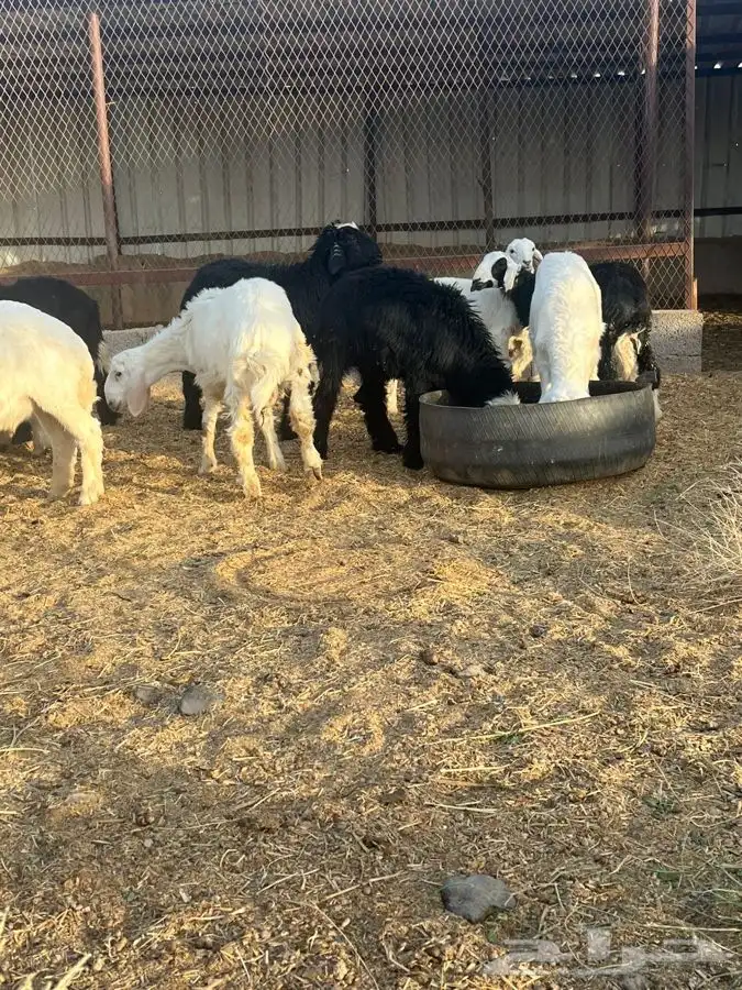 بهم حري ونجدي بري للبيع   تم البيع   تم البيع 1