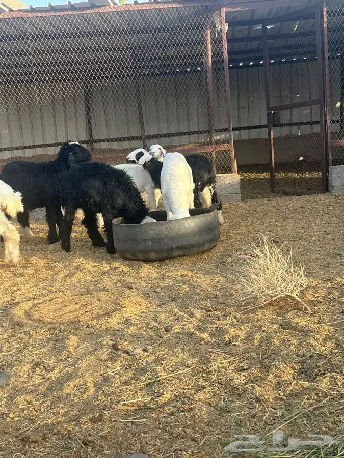 بهم حري ونجدي بري للبيع   تم البيع   تم البيع 5