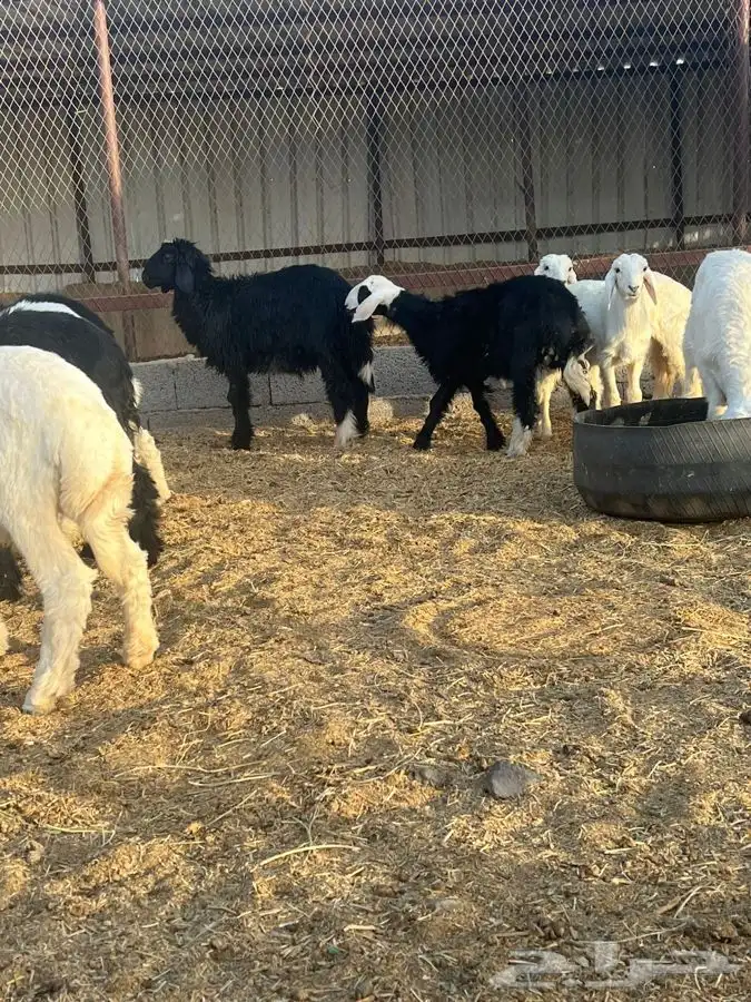 بهم حري ونجدي بري للبيع   تم البيع   تم البيع 4